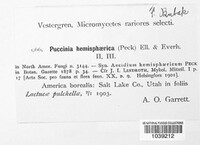 Puccinia hemisphaerica image